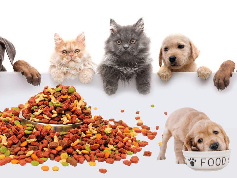 The Role of Synthetic Colours in Boosting Pet Food Sales